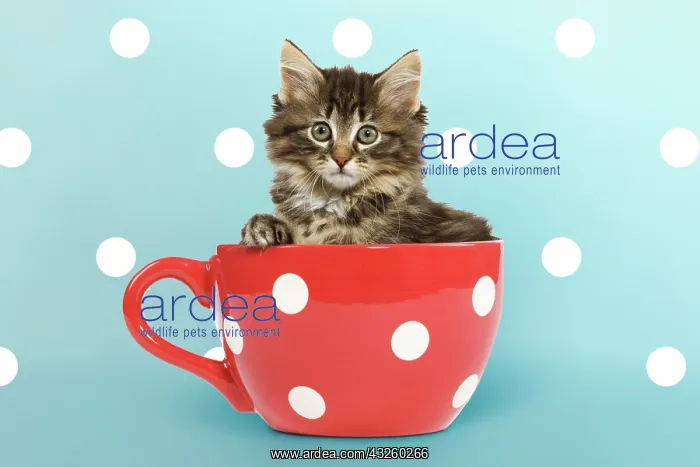 : Norwegian Forest Cat / Norsk Skogkatt : Norwegian Forest Cat / Norsk Skogkatt