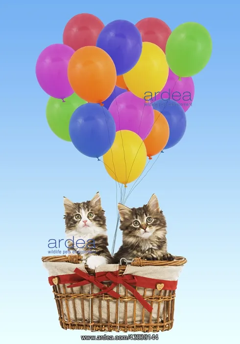  : Norwegian Forest Cat  /  Norsk Skogkatt - two 8