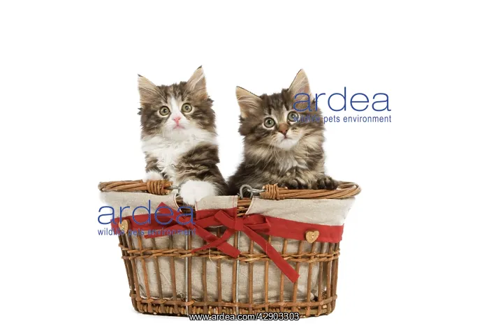 : Norwegian Forest Cat / Norsk Skogkatt - two 8 week : Norwegian Forest Cat / Norsk Skogkatt - two 8 week