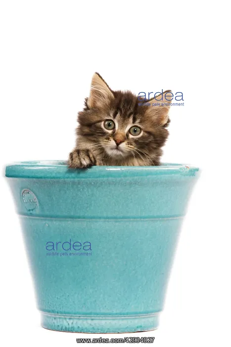 : Norwegian Forest Cat / Norsk Skogkatt - 8 week : Norwegian Forest Cat / Norsk Skogkatt - 8 week