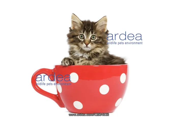 : Norwegian Forest Cat / Norsk Skogkatt - 8 week : Norwegian Forest Cat / Norsk Skogkatt - 8 week