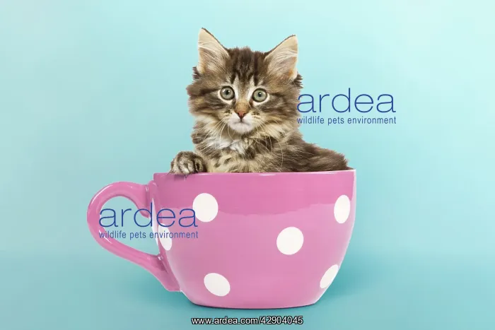 : Norwegian Forest Cat / Norsk Skogkatt - 8 week : Norwegian Forest Cat / Norsk Skogkatt - 8 week
