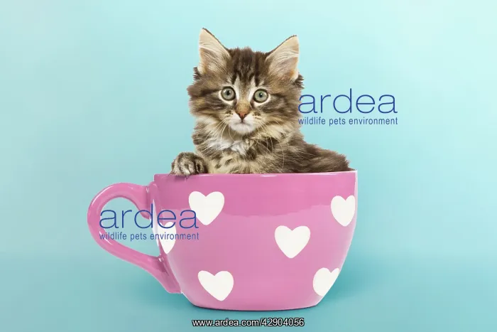 : Norwegian Forest Cat / Norsk Skogkatt - 8 week : Norwegian Forest Cat / Norsk Skogkatt - 8 week