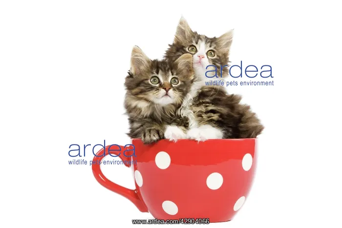 : Norwegian Forest Cat / Norsk Skogkatt - two 8 week : Norwegian Forest Cat / Norsk Skogkatt - two 8 week