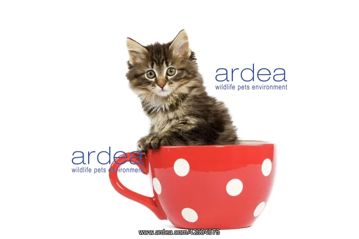 : Norwegian Forest Cat / Norsk Skogkatt - 8 week : Norwegian Forest Cat / Norsk Skogkatt - 8 week