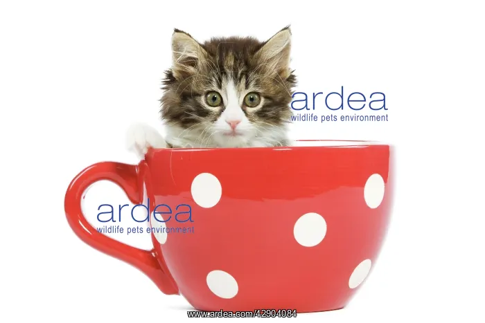: Norwegian Forest Cat / Norsk Skogkatt - 8 week : Norwegian Forest Cat / Norsk Skogkatt - 8 week