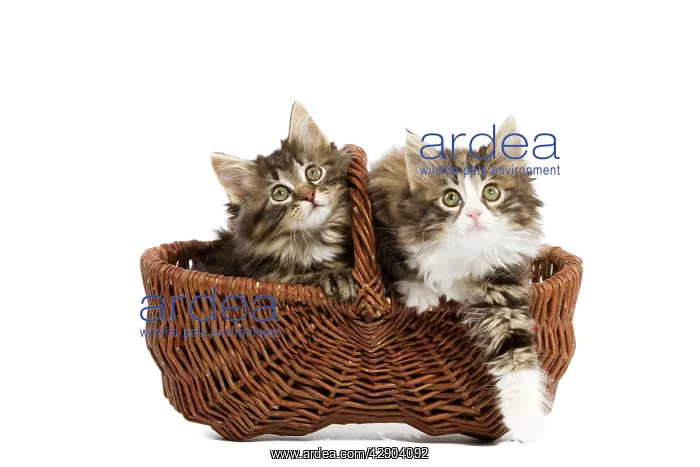 : Norwegian Forest Cat / Norsk Skogkatt - two 8 week : Norwegian Forest Cat / Norsk Skogkatt - two 8 week