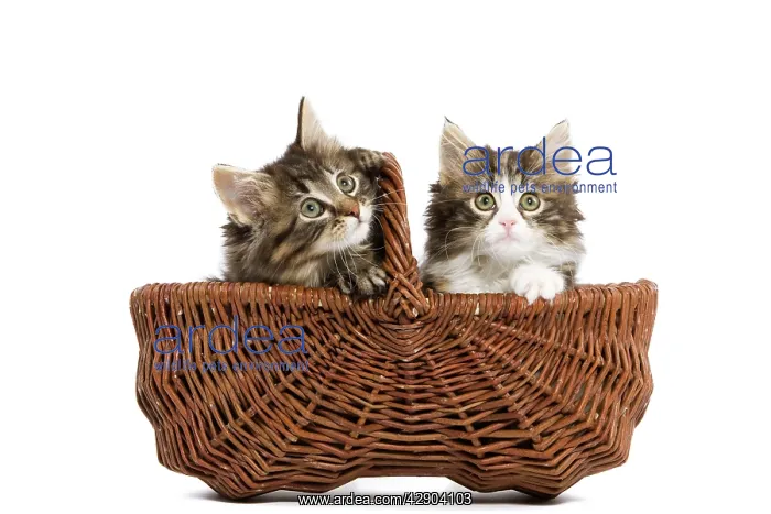 : Norwegian Forest Cat / Norsk Skogkatt - two 8 week : Norwegian Forest Cat / Norsk Skogkatt - two 8 week