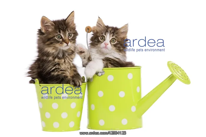 : Norwegian Forest Cat / Norsk Skogkatt - two 8 week : Norwegian Forest Cat / Norsk Skogkatt - two 8 week