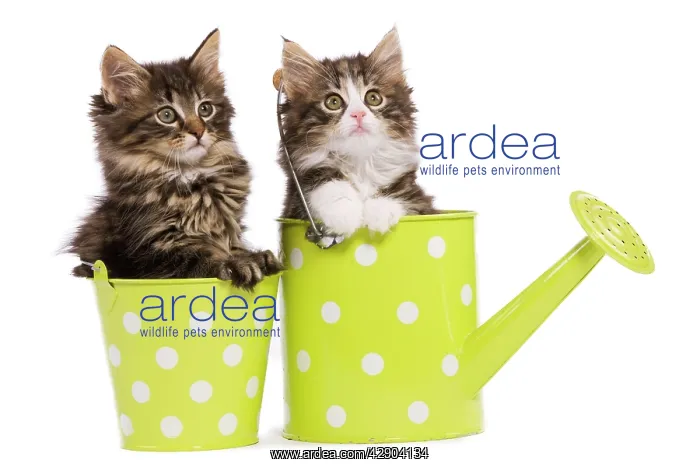 : Norwegian Forest Cat / Norsk Skogkatt - two 8 week : Norwegian Forest Cat / Norsk Skogkatt - two 8 week