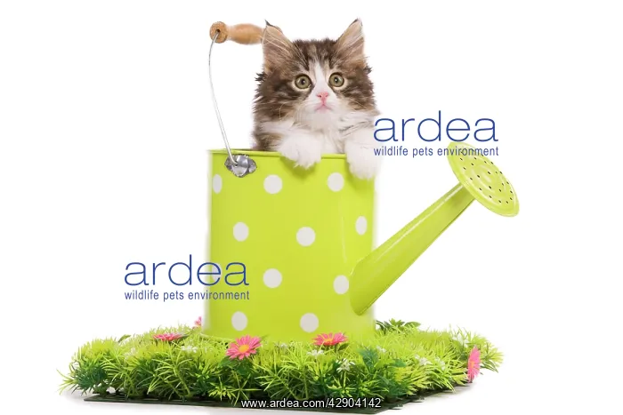 : Norwegian Forest Cat / Norsk Skogkatt - 8 week : Norwegian Forest Cat / Norsk Skogkatt - 8 week