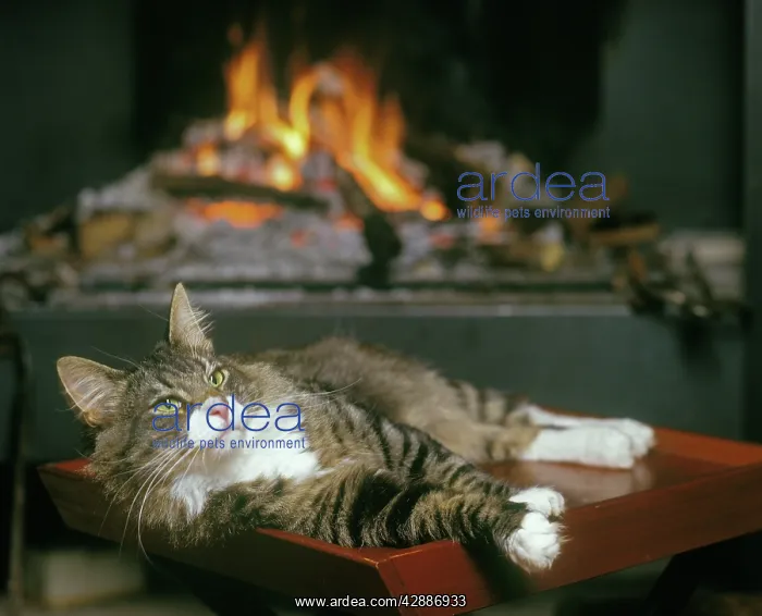 : Norwegian Forest Cat - resting infront of open fire : Norwegian Forest Cat - resting infront of open fire