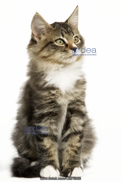 : Norwegian Forest Cat - sitting : Norwegian Forest Cat - sitting