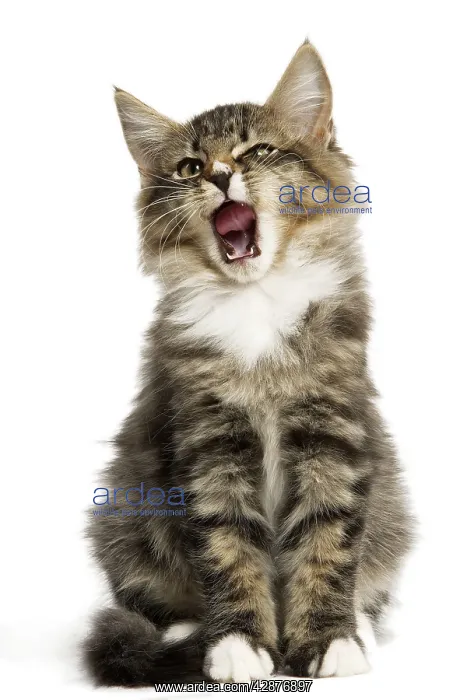 : Norwegian Forest Cat - sitting : Norwegian Forest Cat - sitting