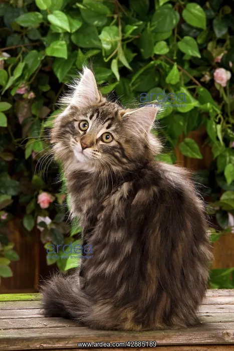 : Norwegian Forest Cat - sitting : Norwegian Forest Cat - sitting