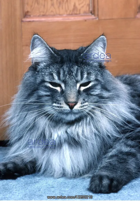 : NORWEGIAN FOREST CAT - sitting : NORWEGIAN FOREST CAT - sitting