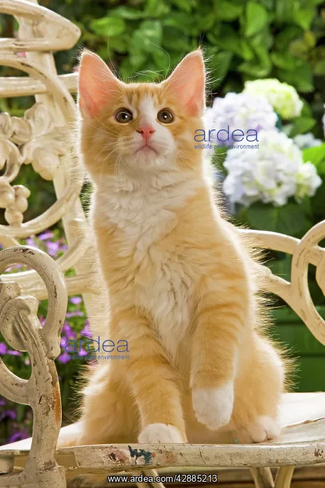  : Norwegian Forest Cat - sitting on chair