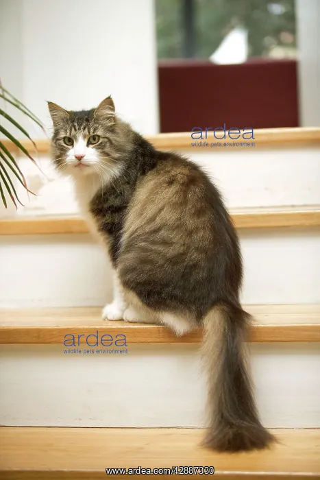 : Norwegian Forest Cat - sitting on stairs : Norwegian Forest Cat - sitting on stairs