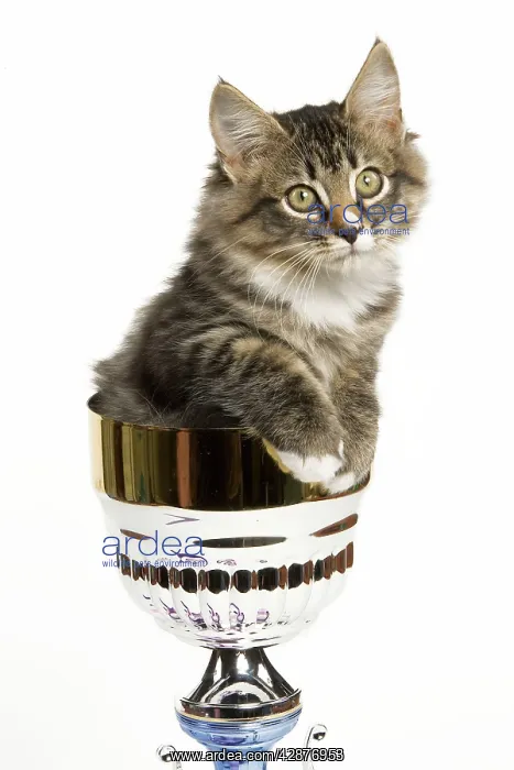 : Norwegian Forest Cat - sitting in trophy cup : Norwegian Forest Cat - sitting in trophy cup