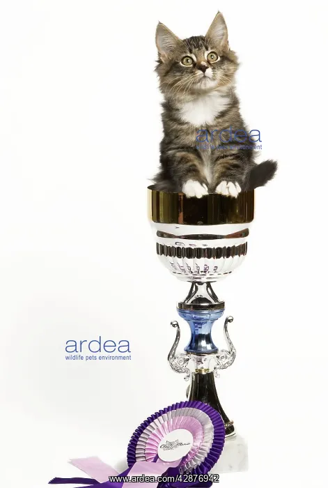 : Norwegian Forest Cat - sitting in trophy cup with rosette : Norwegian Forest Cat - sitting in trophy cup with rosette