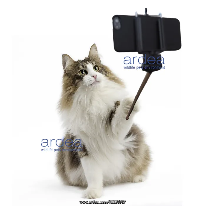  : Norwegian Forest Cat taking a selfie