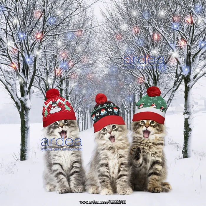 : Norwegian Forest Cat wearing Christmas bobble : Norwegian Forest Cat wearing Christmas bobble