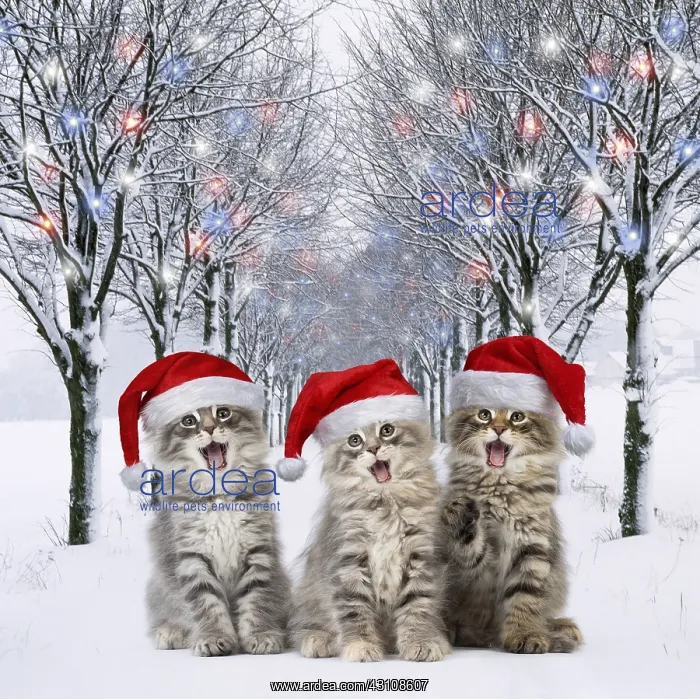 : Norwegian Forest Cat wearing Christmas hats mouths : Norwegian Forest Cat wearing Christmas hats mouths