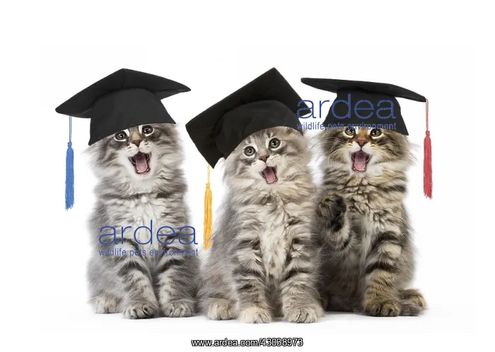 : Norwegian Forest Cat wearing mortarboard graduation : Norwegian Forest Cat wearing mortarboard graduation
