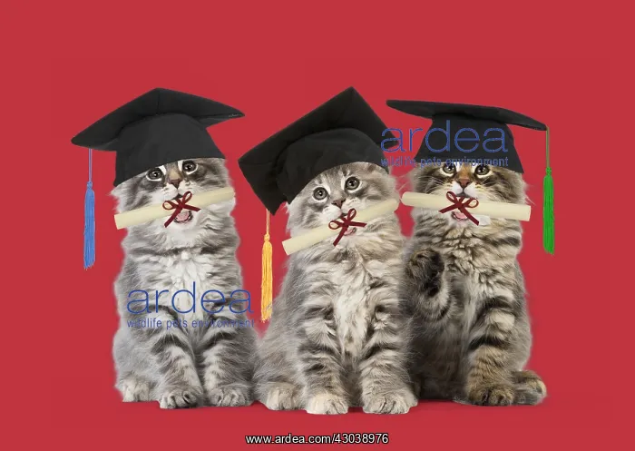 : Norwegian Forest Cat wearing mortarboard graduation : Norwegian Forest Cat wearing mortarboard graduation