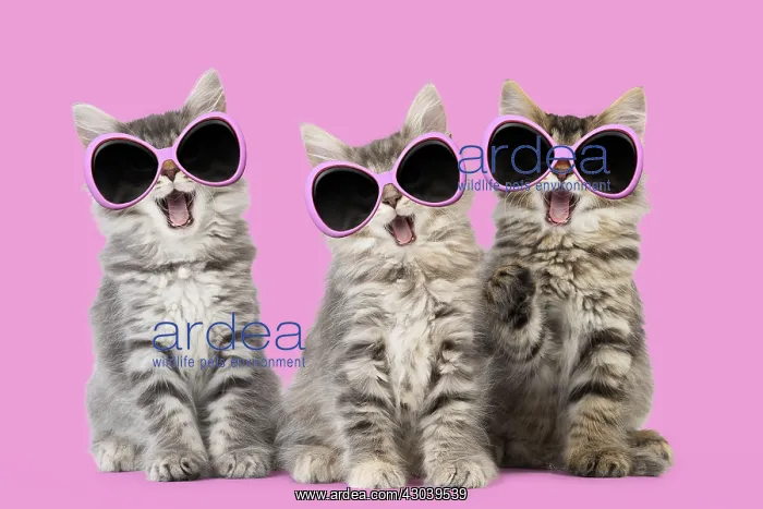 : Norwegian Forest Cat wearing sunglasses, mouths open singing : Norwegian Forest Cat wearing sunglasses, mouths open singing