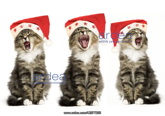 : Norwegian Forest Cat - x 3 wearing Christmas hats, singing : Norwegian Forest Cat - x 3 wearing Christmas hats, singing