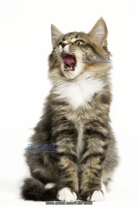 : Norwegian Forest Cat - yawning : Norwegian Forest Cat - yawning