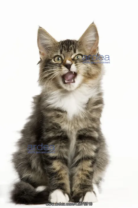 : Norwegian Forest Cat - yawning : Norwegian Forest Cat - yawning