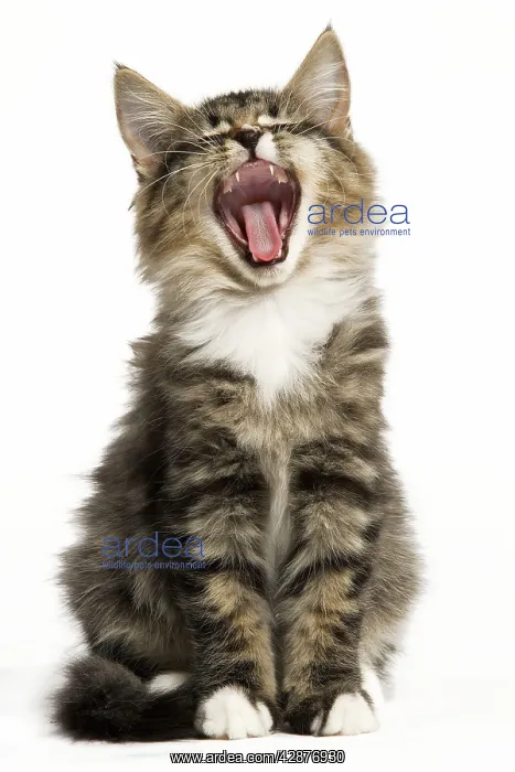 : Norwegian Forest Cat - yawning : Norwegian Forest Cat - yawning