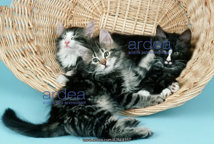 : Norwegian Forest CATS - three kittens in basket : Norwegian Forest CATS - three kittens in basket