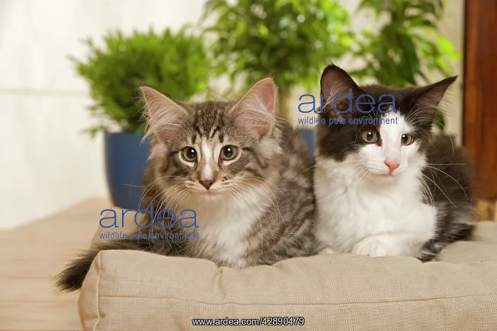 : Norwegian Forest / Norsk Skogkat Cats : Norwegian Forest / Norsk Skogkat Cats