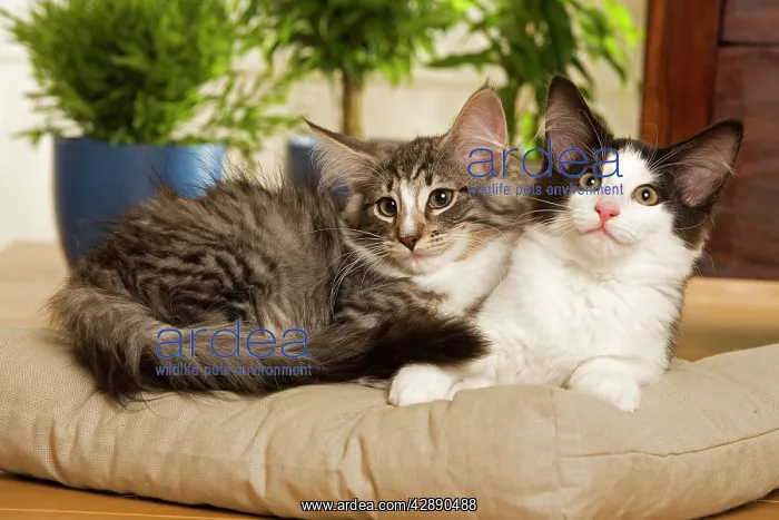 : Norwegian Forest / Norsk Skogkat Cats : Norwegian Forest / Norsk Skogkat Cats