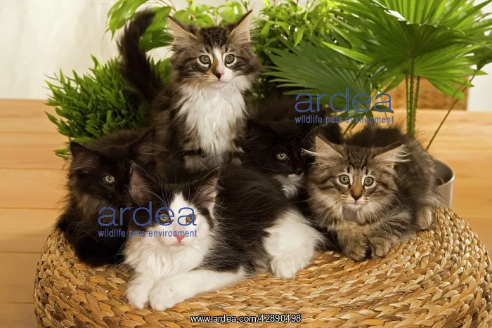 : Norwegian Forest / Norsk Skogkat Cats : Norwegian Forest / Norsk Skogkat Cats