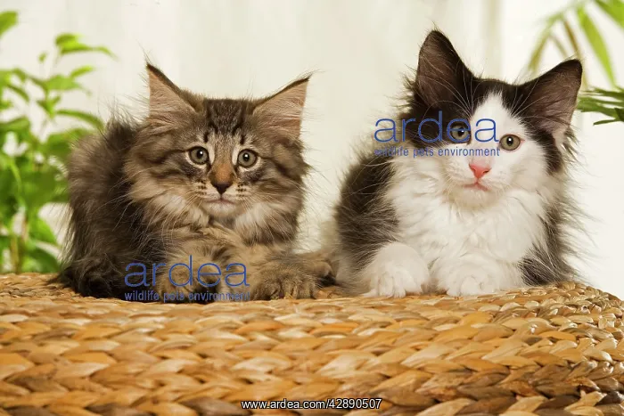 : Norwegian Forest / Norsk Skogkat Cats : Norwegian Forest / Norsk Skogkat Cats
