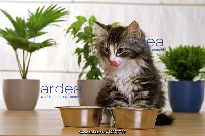  : Norwegian Forest Silver and White Mackerel Tabby