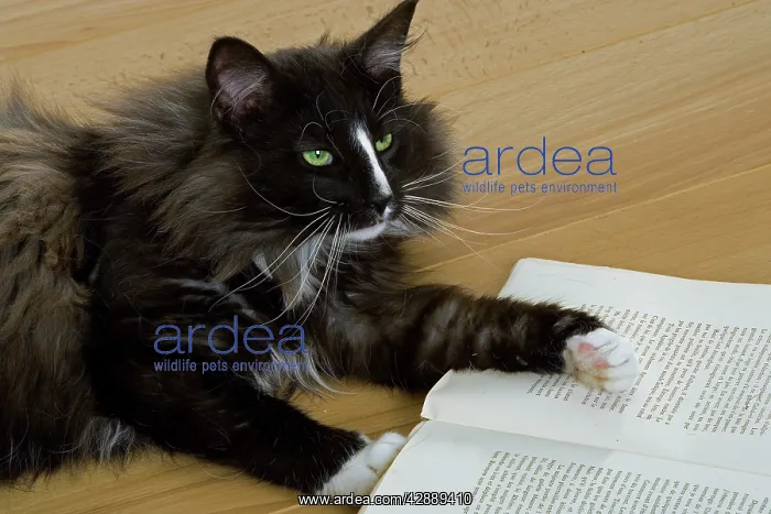 : Norwegian Forest Silver and White Mackerel Tabby : Norwegian Forest Silver and White Mackerel Tabby