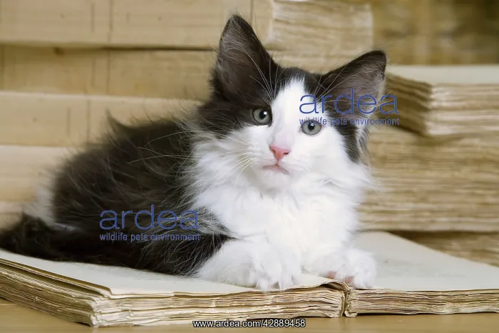 : Norwegian Forest Silver and White Mackerel Tabby : Norwegian Forest Silver and White Mackerel Tabby