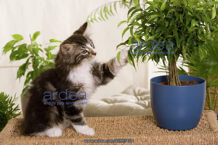 : Norwegian Forest Silver and White Mackerel Tabby : Norwegian Forest Silver and White Mackerel Tabby