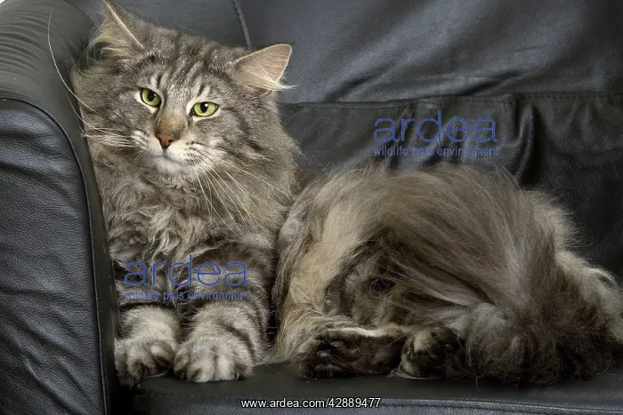 : Norwegian Forest Silver and White Mackerel Tabby : Norwegian Forest Silver and White Mackerel Tabby