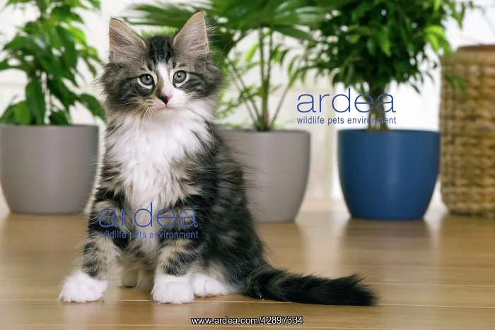 : Norwegian Forest Silver and White Mackerel Tabby Cat : Norwegian Forest Silver and White Mackerel Tabby Cat