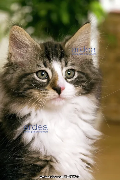 : Norwegian Forest Silver and White Mackerel Tabby Cat : Norwegian Forest Silver and White Mackerel Tabby Cat