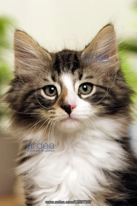 : Norwegian Forest Silver and White Mackerel Tabby Cat : Norwegian Forest Silver and White Mackerel Tabby Cat