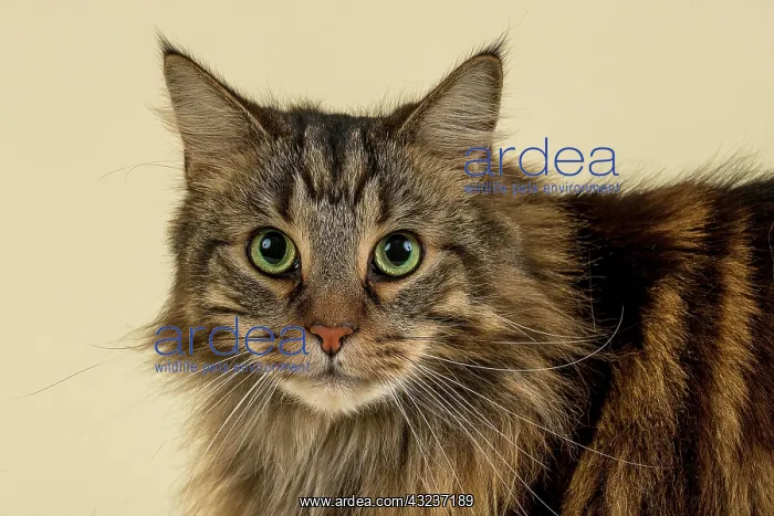 : Norwegian Forestcat (Felis silvestris catus), animal : Norwegian Forestcat (Felis silvestris catus), animal