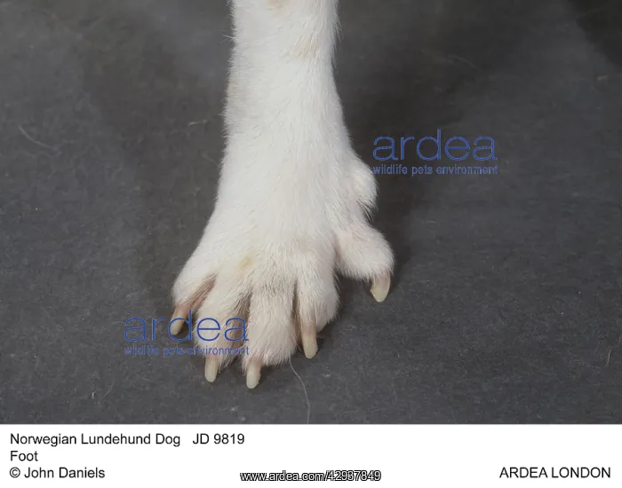  : Norwegian Lundehund Dog - Foot