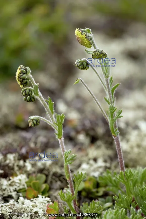 : Norwegian mugwort : Norwegian mugwort